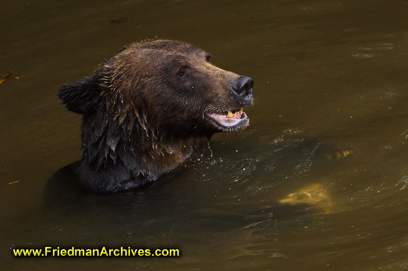 bear,bears,nature,wild,brown,wild,fuzzy,water,hairy,